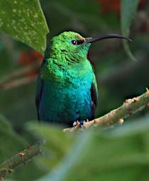 Mambo View Pt Bird Malachite Sunbird