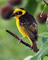 Mambo View Pt Bird Baglafecht Weaver