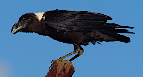 Mambo View Pt Bird White Naped Raven