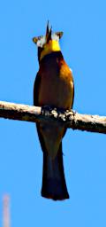 Mambo View Pt Bird Cinnamon Chested Bee Eater WMoth