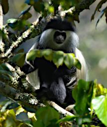 Black And White Colobus Monkey