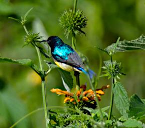 Mambo View Pt Bird Variable Sunbird