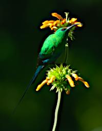 Mambo View Pt Bird Malachite Sunbird