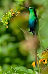 Mambo View Pt Bird Malachite Sunbird