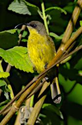 Mambo View Pt Bird Golden Winged Sunbird