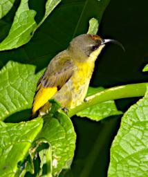 Mambo View Pt Bird Golden Winged Sunbird