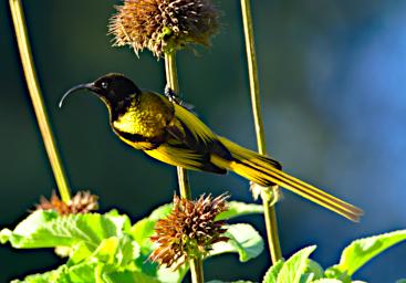 Mambo View Pt Bird Golden Winged Sunbird