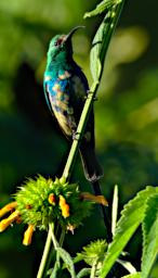 Mambo View Pt Bird Malachite Sunbird