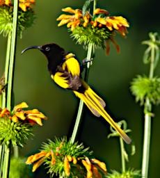 Mambo View Pt Bird Golden Winged Sunbird