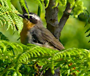 Mambo View Pt Bird Cape Robin Chat