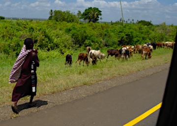 Mambo View Pt Maasai Cows