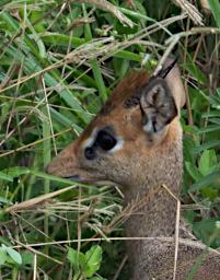 Mkomazi Kirks Dik Dik