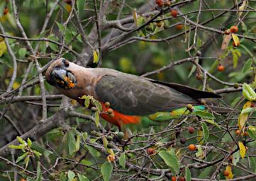 Mkomazi Bird African Orange Bellied Parrot