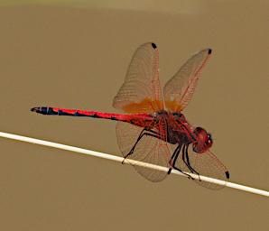 Mkomazi Dragon
fly Red-Veined Dropwing