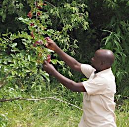 Mkomazi Bush Max