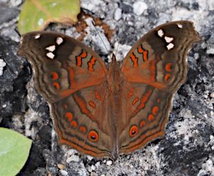Mkomazi Butterfly Xxx