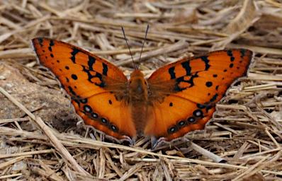 Mkomazi Butterfly Pirate (Catacroptera)