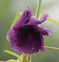Mkomazi Flower Xxx Purple