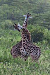 Mkomazi Giraffes Fighting