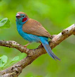 Red Cheeked Cordon Bleu