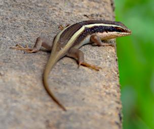 Mkomazi Lizard Striped Skink Trachylepis Striata