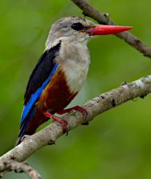 Grey Headed Kingfisher