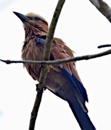 Rufous Crowned Roller