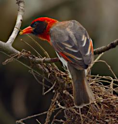 Red Headed Weaver