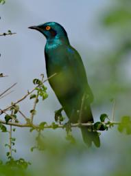 Bird Greater Blue Eared Starling