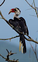 Von Der Deckens Hornbill