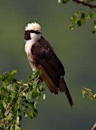 Northern White Crowned Shrike