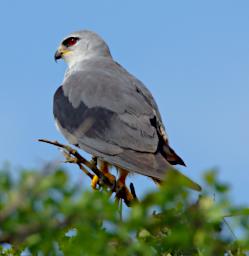 Black Shouldered Kite