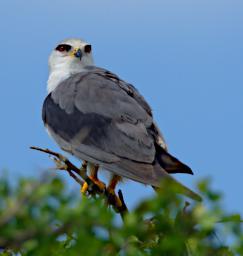 Black Shouldered Kite