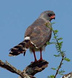 Gabar Goshawk