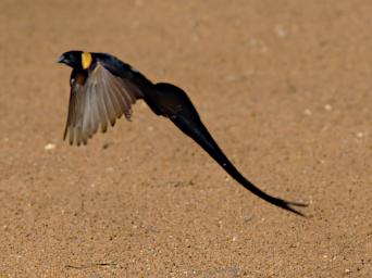 Eastern Paradise Whydah