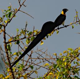 Eastern Paradise Whydah