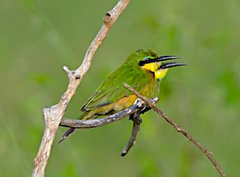 Little Bee Eater