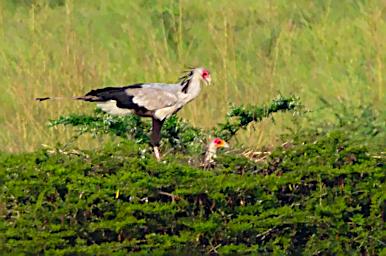 Secretary Bird