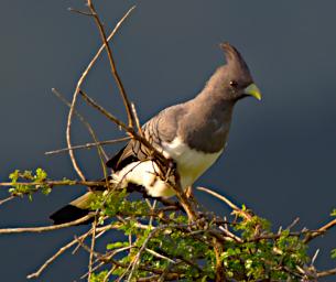 White Bellied Go Away Bird