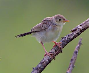 Ashy Cisticola