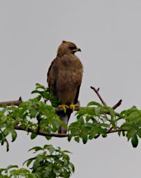 Bird Xxx Long Crested Eagle