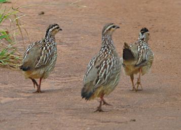 Crested Francolin