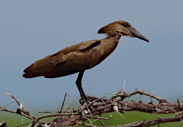 Hamerkop