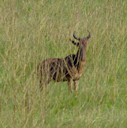 Mkomazi Hartebeest