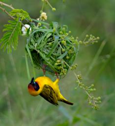 Vitelline Masked Weaver