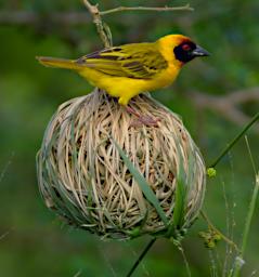 Vitelline Masked Weaver