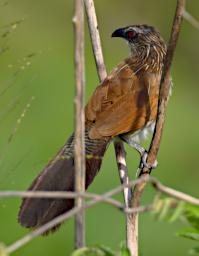 White Browed Coucal