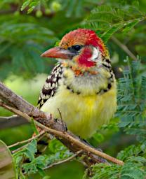 Red And Yellow Barbet