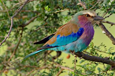 Lilac Breasted Roller