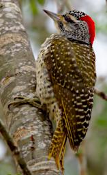 Nubian Woodpecker